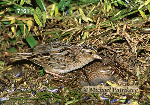 Grasshopper Sparrow (Ammodramus savannarum)